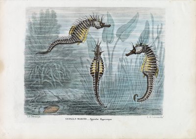 Zeepaardjes, 1863-79 door Raimundo Petraroja